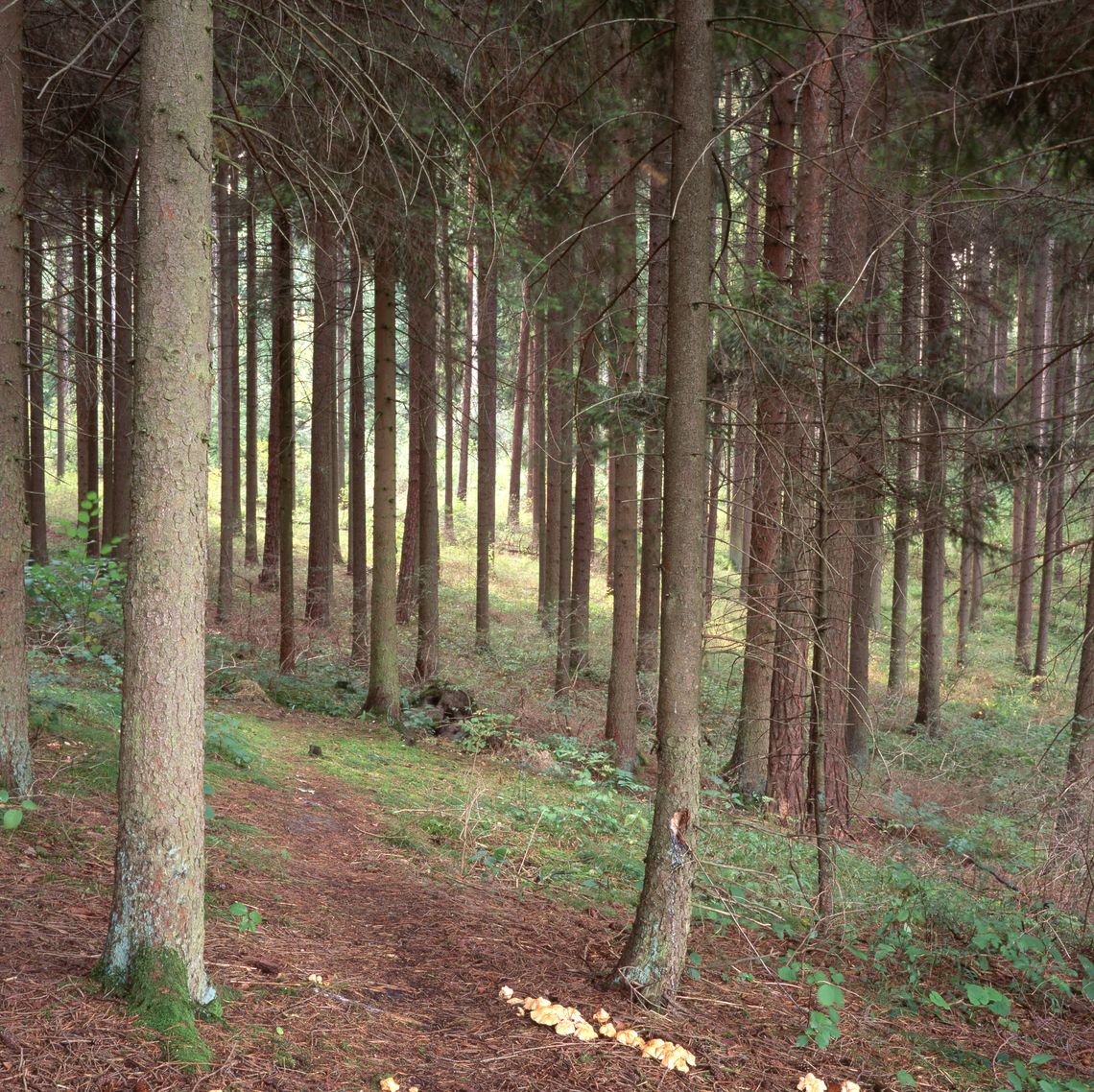 0166 Bäume Im Schwarzwald