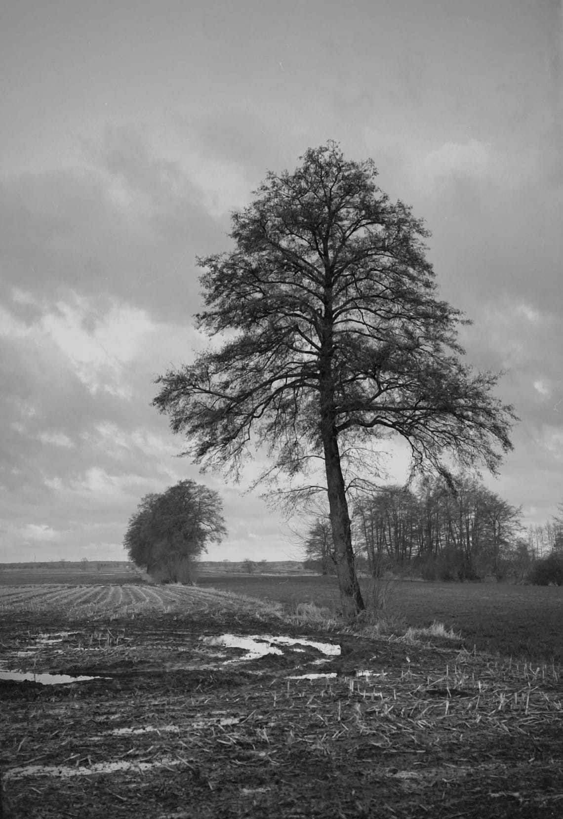 0239 Baum