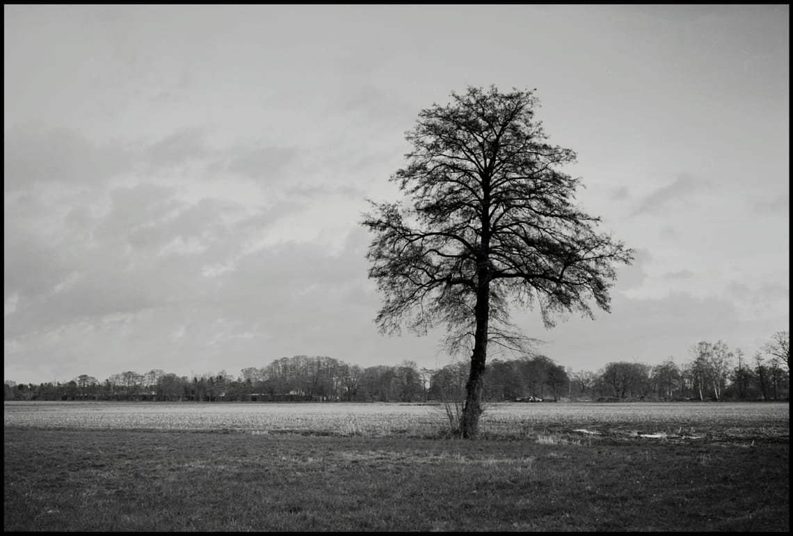 0237 Baum