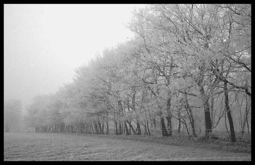 0237 Nebel und Reif
