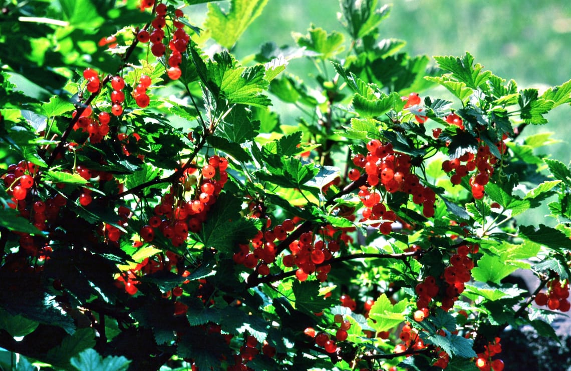0269 Johannisbeeren im Virgental