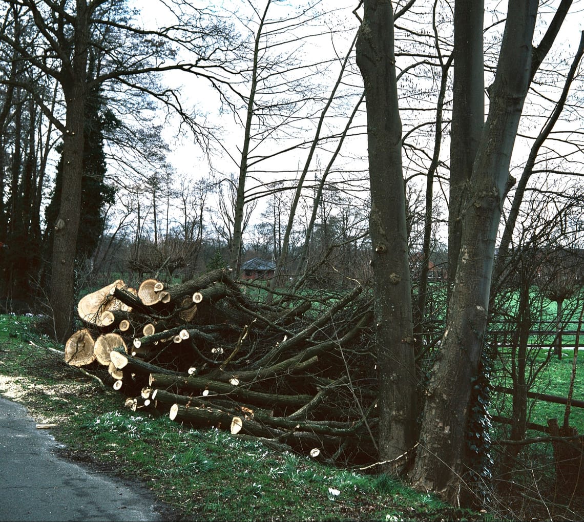 0287 Baumschnitt brutalo
