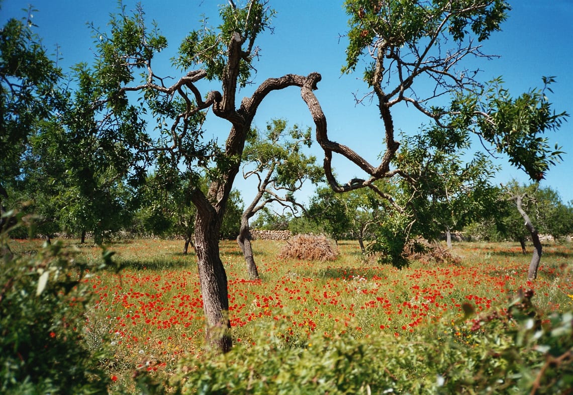0317 Mallorca
