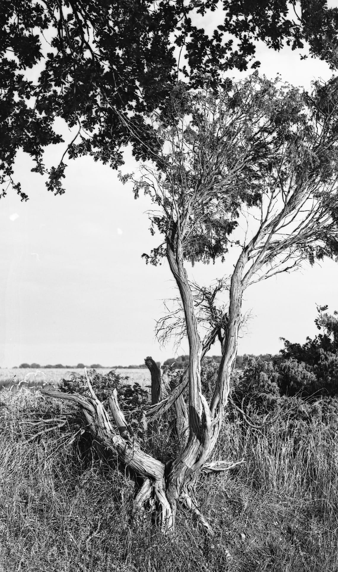 0356 Gyhum Baum
