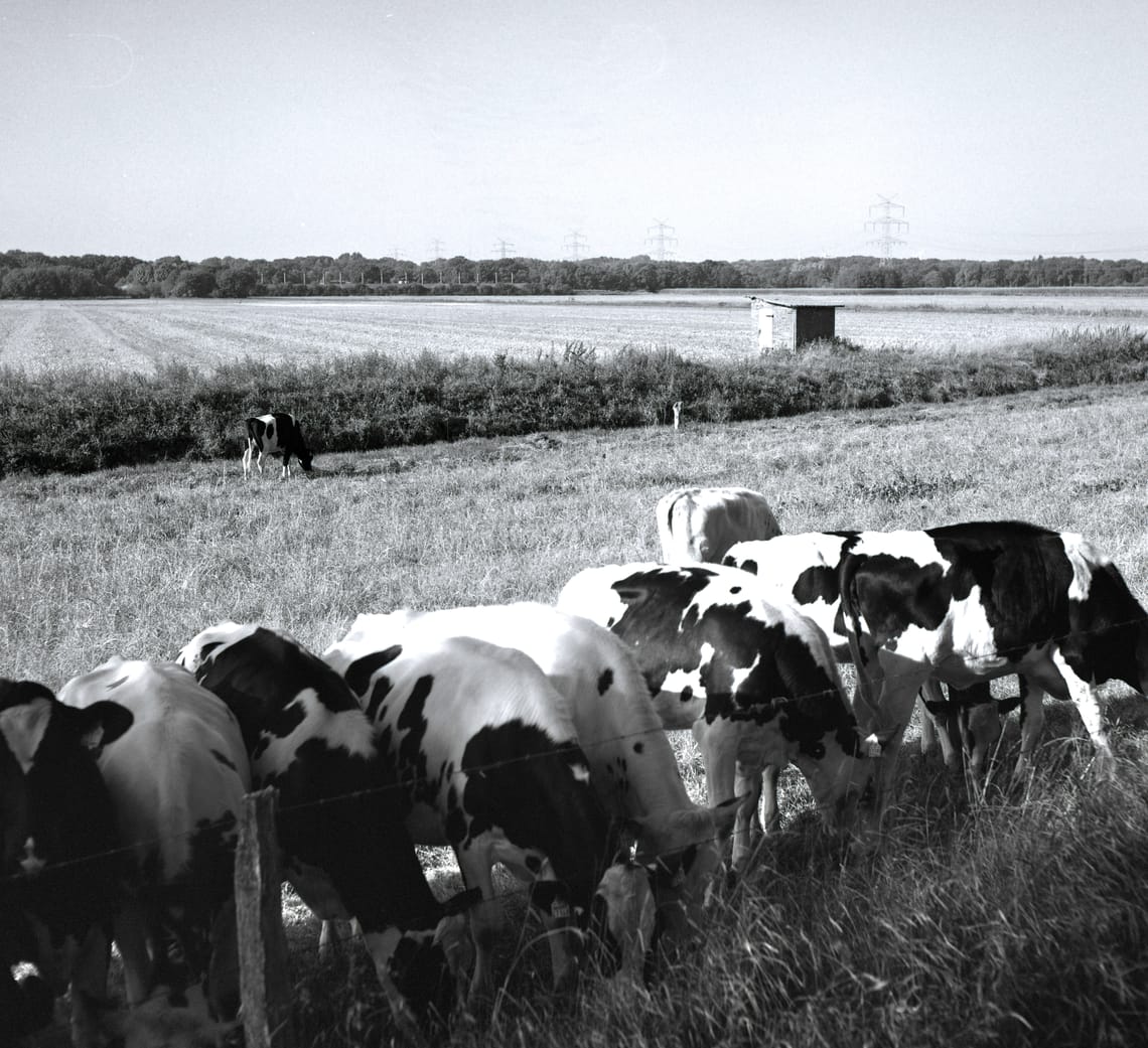 0374 Kühe mit Schuppen