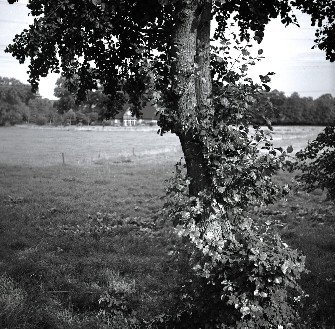 0375 Wilder Hopfen