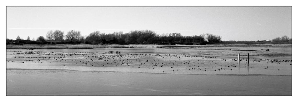 0450 Wasservögel auf der Durchreise an der Weser