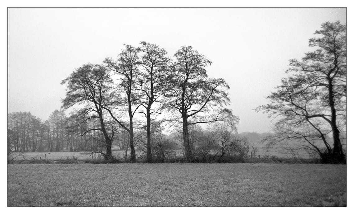 0428 Bäume