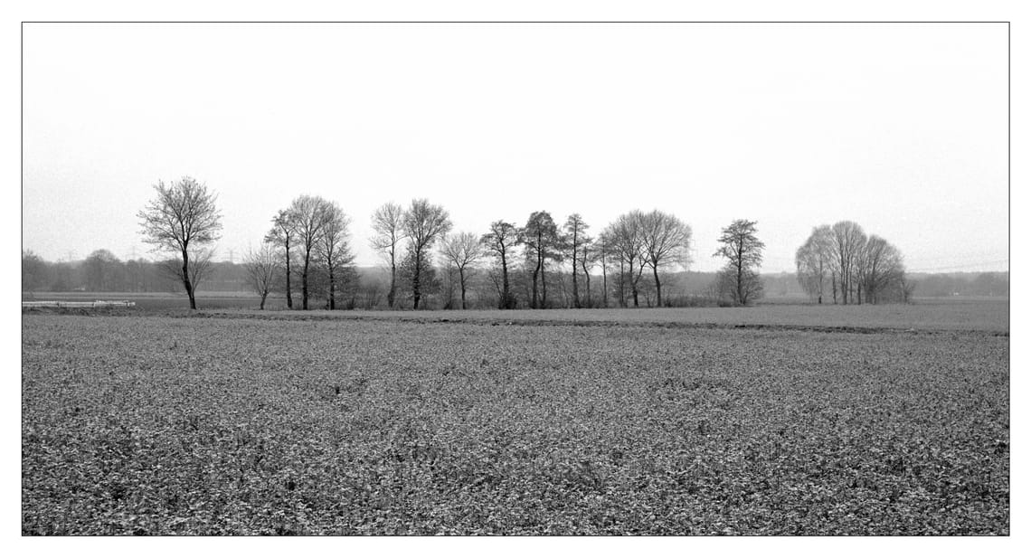 0439 Winterliche Baumreihe
