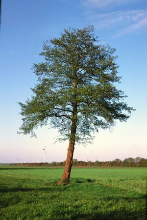 0037 - Baum