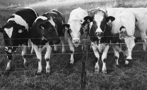 0026 - Jungkühe