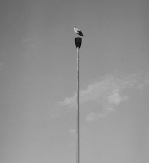 0079 - Gevatter Storch