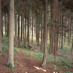 0166 Bäume Im Schwarzwald