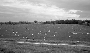 0181 Schafwiese