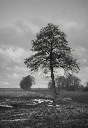 0239 Baum