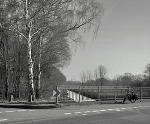 0211 Birkenleuchten