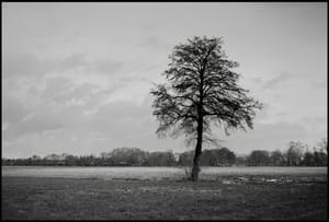 0237 Baum