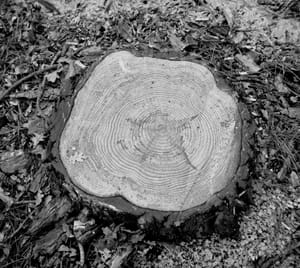 0247 Baumstumpf