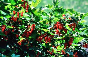 0269 Johannisbeeren im Virgental