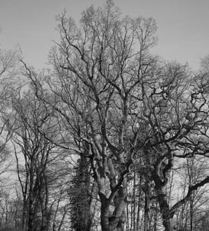 0278 Eichen