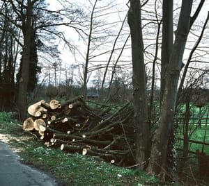 0287 Baumschnitt brutalo