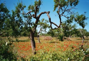 0317 Mallorca