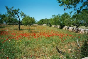 0316 Mallorca