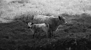 0352 Galloway