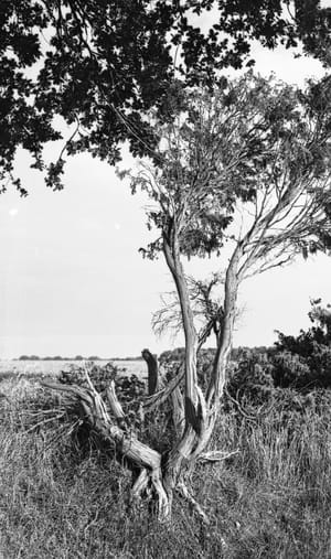 0356 Gyhum Baum