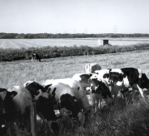 0374 Kühe mit Schuppen