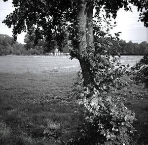 0375 Wilder Hopfen