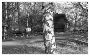 0425 Birkenstamm